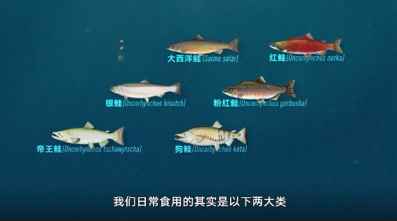 能生吃的三文鱼，基本都是人工养殖的。你在餐馆吃到的刺身三文鱼，大概率都不是野生的。